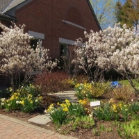 April- Library and Triangle Gardens