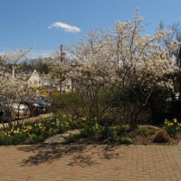 April- Library and Triangle Gardens