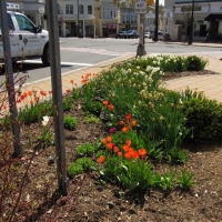 April- Library and Triangle Gardens