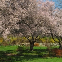 April- NJ Botanic Gardens